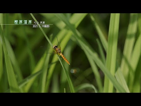 【佐賀県唐津市の風景：4K映像】 樫原湿原 [七山池原](令和3年5月19日撮影）