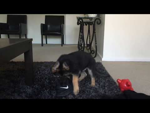 Beautiful German Shepherd Puppy Being a Menace