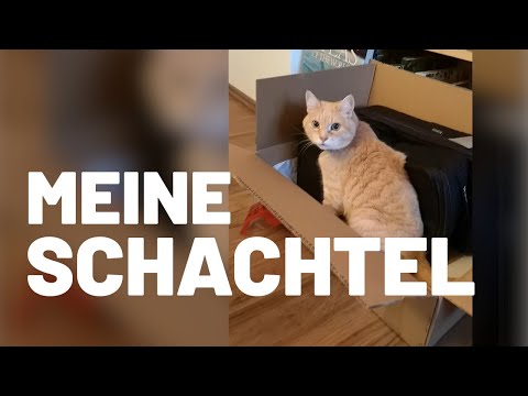 Schachteln sind für Katzen da - Ataxie-Kater Purzel schaut sich eine Schachtel an