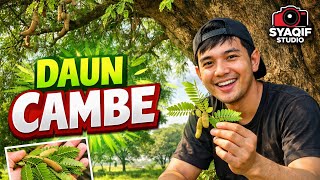 Download lagu DAUN CAMBE | Lagu Bajo (Same) mp3