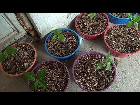 How to germinate cherry blossom seeds