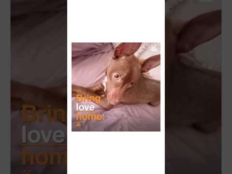 Abandoned puppy's heartwarming recovery journey