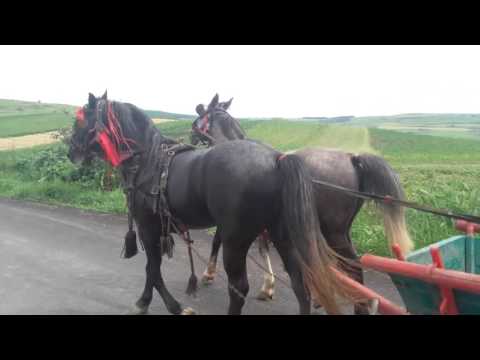 printu si salica din grajdeni