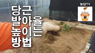 당근 발아율 높이는 간단한 방법