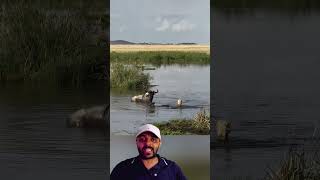 Hiena escapa de Gnu😱