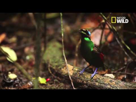 INDO365 - FLORAFAUNA - Papua's Winged Beauties, Bird Of Paradise