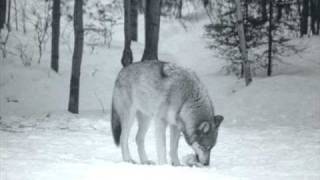 Snuff's Hazy Shade Of Winter