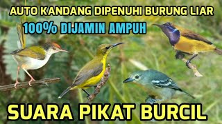 Download lagu Suara pikat burcil ribut mp3 dijamin ampuh#pikatburung (pemanggil burcil) mp3