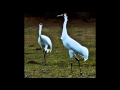 Home for the Winter: Whooping Cranes Return to ...