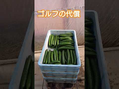 温室を日陰に設置する 日陰暖房を確保する 十分な水やりをする