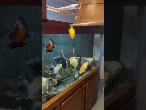 Tiger Oscar Destroys Glo-Fish!! OMG