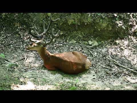 2 cerbi carpatini la parcul zoologic Green Codru