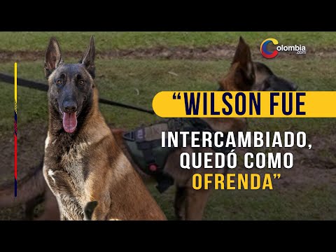 Indigenous people reveal what happened to Wilson, the rescue dog.