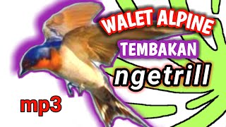 Download lagu SUARA MASTERAN BURUNG | SUARA TEMBAKAN NGEROL PANJANG BURUNG WALET ALPINE mp3 Download lagu SUARA MASTERAN BURUNG | SUARA TEMBAKAN NGEROL PANJANG BURUNG WALET ALPINE mp3