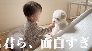 【珍事件】優しい兄犬とおてんば妹の普段の様子をモニタリングしてたら爆笑の展開にww【マルプー×1歳】