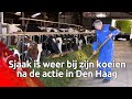 Boer Sjaak uit Wanroij is weer bij zijn koeien na het massale boerenprotest in Den Haag, en hij z...