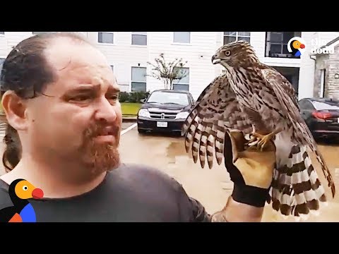 Harvey The Hurricane Hawk UPDATE: Hawk Hitches A Ride To Shelter During Hurricane | The Dodo