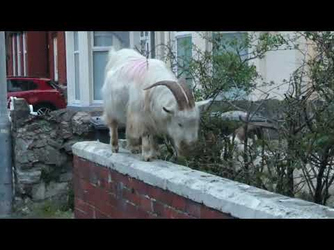 Great Orme Goats out on the streets of Llandudno early this morning