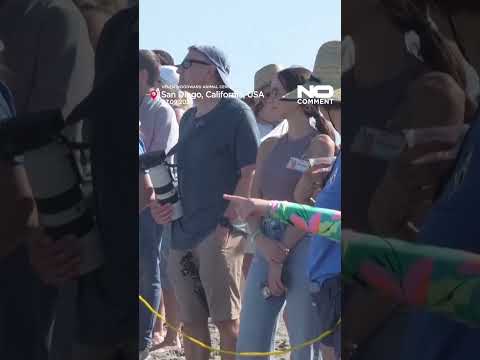 Dogs take to the waves in San Diego surf contest #nocomment #youtubeshorts #shorts