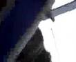 Zoophile en action ! - YouTube