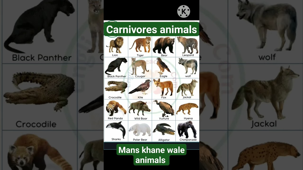 carnivores animals 🐅🐆 list with pictures 🏞️ for students @ EVs knowledge for beginners