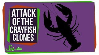How an Army of Crayfish Clones Took Over Europe