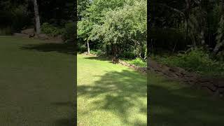 Video preview image #1 Catahoula Leopard Dog-Labrador Retriever Mix Puppy For Sale in Wakefield, RI, USA