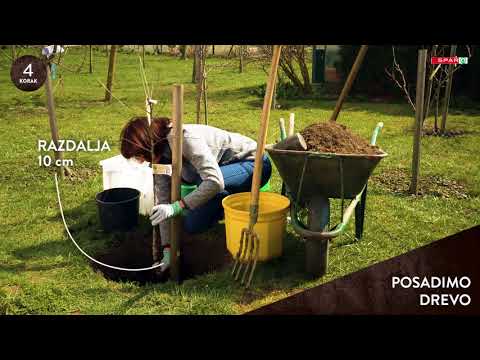 SPAR KOT NEKOČ - Metka in sadno drevje