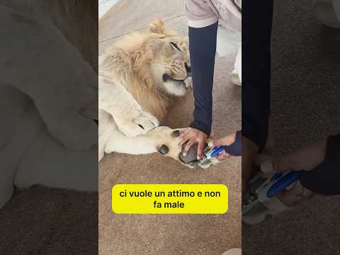 Questo leone non vuole tagliarsi le unghie e piange per la delusione