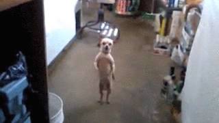 dancing dog gif !!!