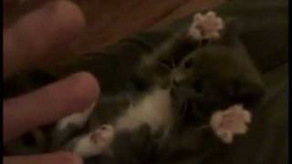 Funny movie kitten Hands Up funny kittens funny humor