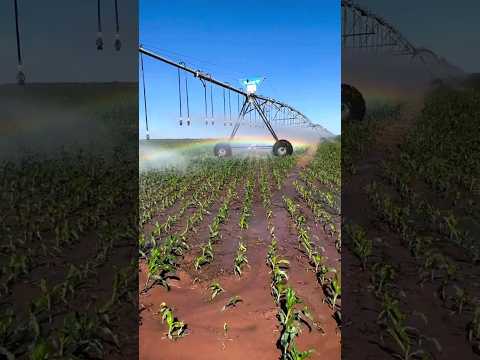 Maximizing Crop Yields with Central Pivot Irrigation Systems | Farming 101