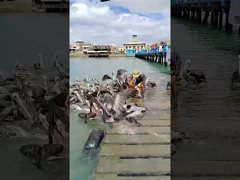 Paita, Piura, norte de Perú. Los pelícanos piden ayuda
