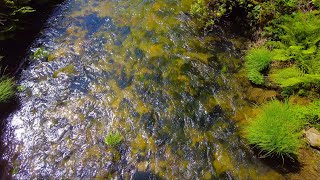 10 Minutes Relax - Crystal Stream Flowing Through Sunlit Forest 🍃💦✨