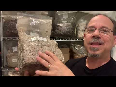 The care and feeding of Chestnut mushrooms