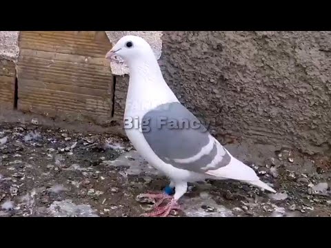 , title : 'Best homing pigeon breed | Racing Homer Pigeon Loft - Breeding racing pigeons'