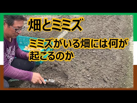 菜園にミミズが！ミミズは庭師の友達なので、パニックにならないでください。なぜ彼らを庭に引き寄せるのでしょうか？  庭園