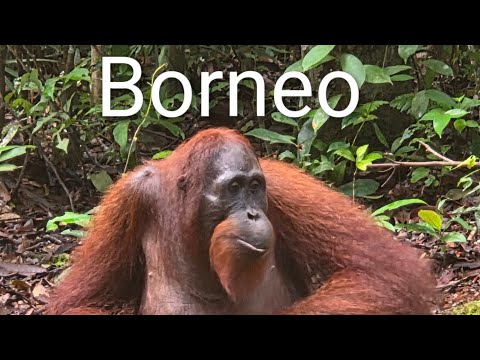 Borneo: Tanjung Puting National Park Orangutans