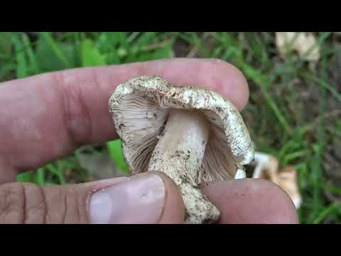 Strzępiak ceglasty (Inocybe erubescens) – 12.06.2021, Nowa Huta, Kraków.