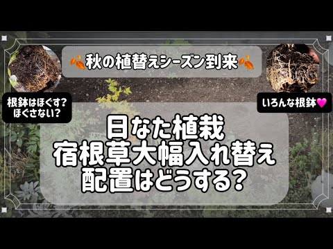 冬シナノキ「ランチョ」 植物