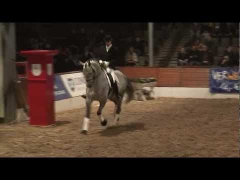 Avagon - Hengst Sieger Hengstleistungsprüfung 2007 Celle Verden Hengstparade