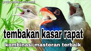 Download lagu Suara Burung Tembakan Kasar CUCAK JENGGOT - TENGKEK BUTO - KAPAS TEMBAK Masteran Materi Lomba mp3 Download lagu Suara Burung Tembakan Kasar CUCAK JENGGOT - TENGKEK BUTO - KAPAS TEMBAK Masteran Materi Lomba mp3