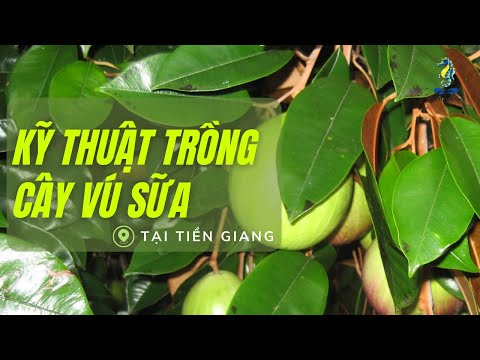 Nông Dân Thời Hội Nhập Và Kỹ Thuật Chăm Sóc Cây Vú Sữa Tại Tiền Giang