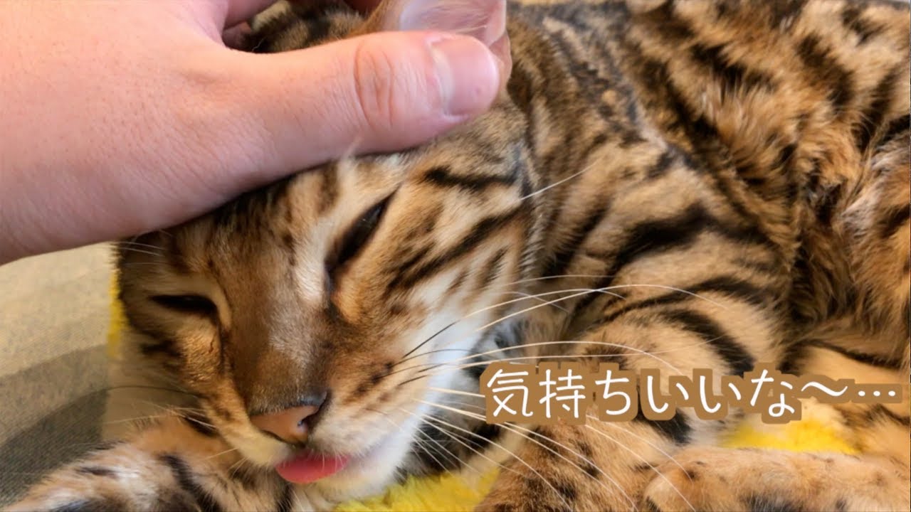 ロゼの毛布ちゅぱちゅぱたいむ