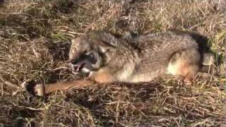 preview picture of video 'Missouri coyote caught in MB550 foothold trap'