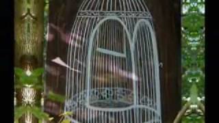 Pour faire le portrait d'un oiseau