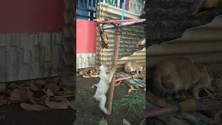 Download lagu Lomba Panjat Pinang Kucing Berhadiah Ikan Lezat #indonesia #lomba17agustus2022 #shorts mp3