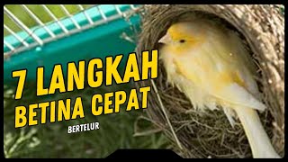 Download lagu THE SECRET OF CANARY BREEDING! 7 Effective Steps to Get Females to Lay Eggs Quickly 🔥 A Beginner'... mp3