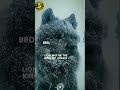 Wolf Never Perform At Circus Wolf Circus Short