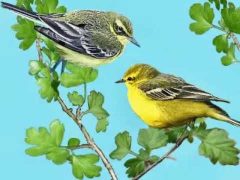 Lindíssima canção animada -  Passarinho (com alegria)  - hino  Mestre Irineu